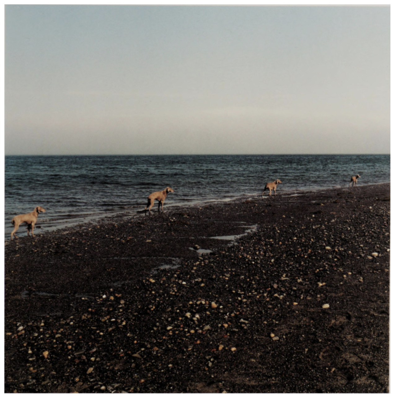 William Wegman’s four dogs—Battina, Chippy, Chuundo, and Crooky— are walking in line along the tideline, distancing each other. At the beginning of 1999, the Nature Conservancy invited the photographers of the time to take pictures at some of the landscapes where nature had not yet been lost and still sustainable. Wegman ventured with his dogs and reached Cobscook Bay, an echo of those in the famous Bay of Fundy nearby. Cobscook Bay is known for its twenty-foot tides, and Wegman captured an intriguing moment where dogs and nature merged, reminding people of the importance of peaceful coexistence.