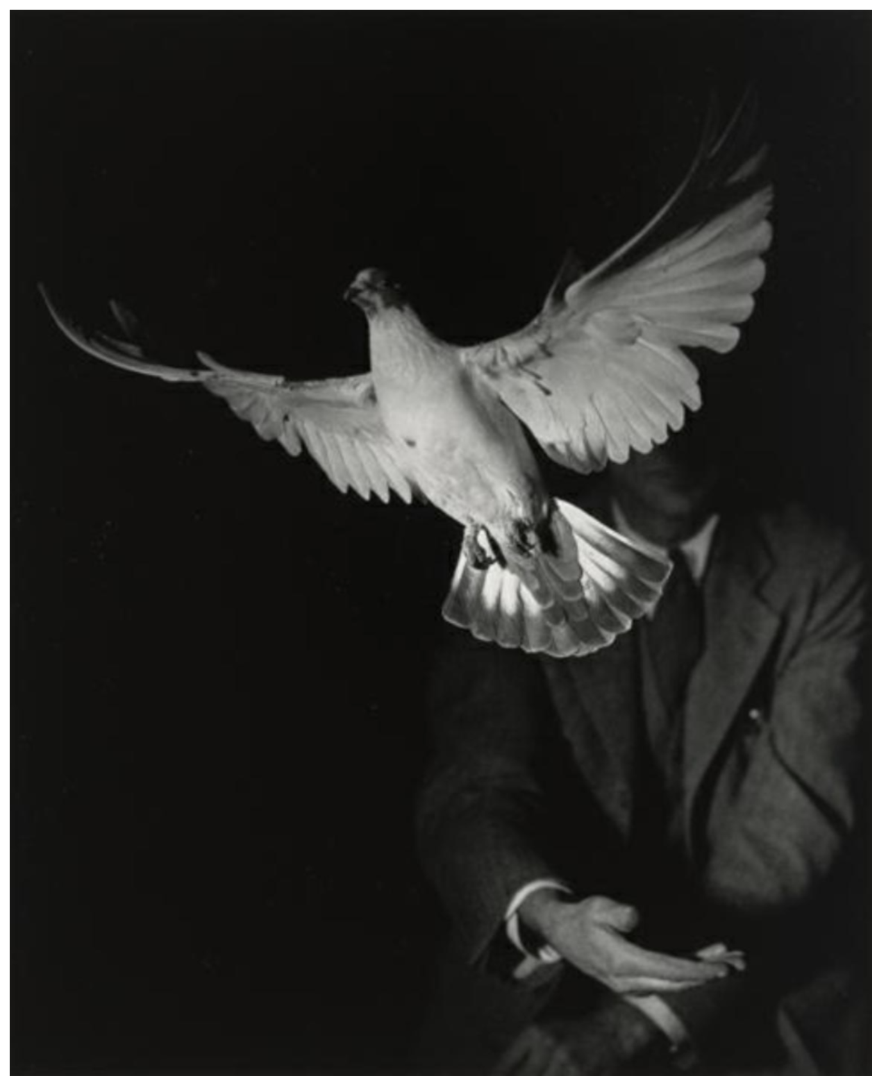 Rising Dove, Harold Eugene Edgerton 1934