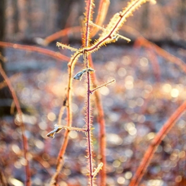 Still photo of branches in ice