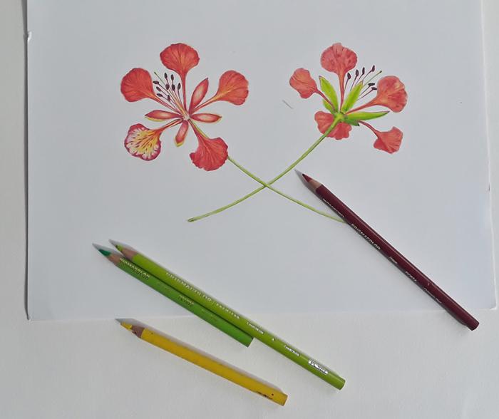Drawing of ponciana flower