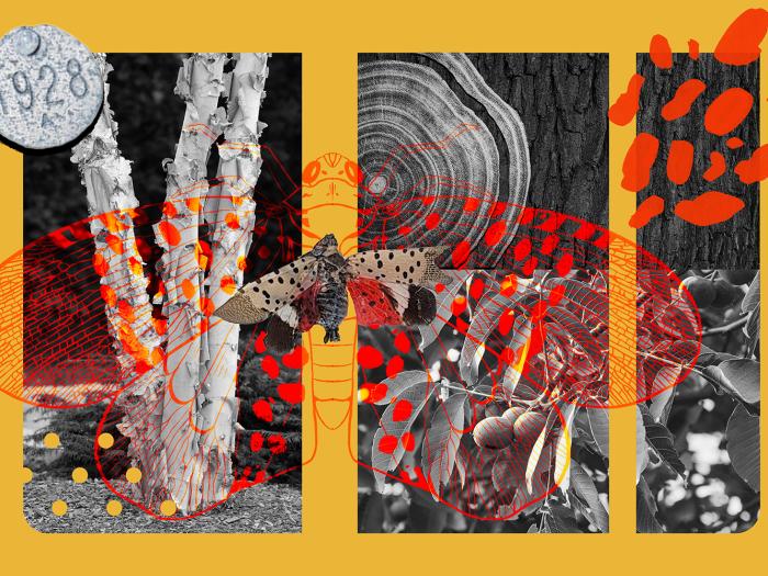 Lauren Gillespie's theme for this collage was the invasive spotted lanternfly, which can negatively affect the health of plants and trees.